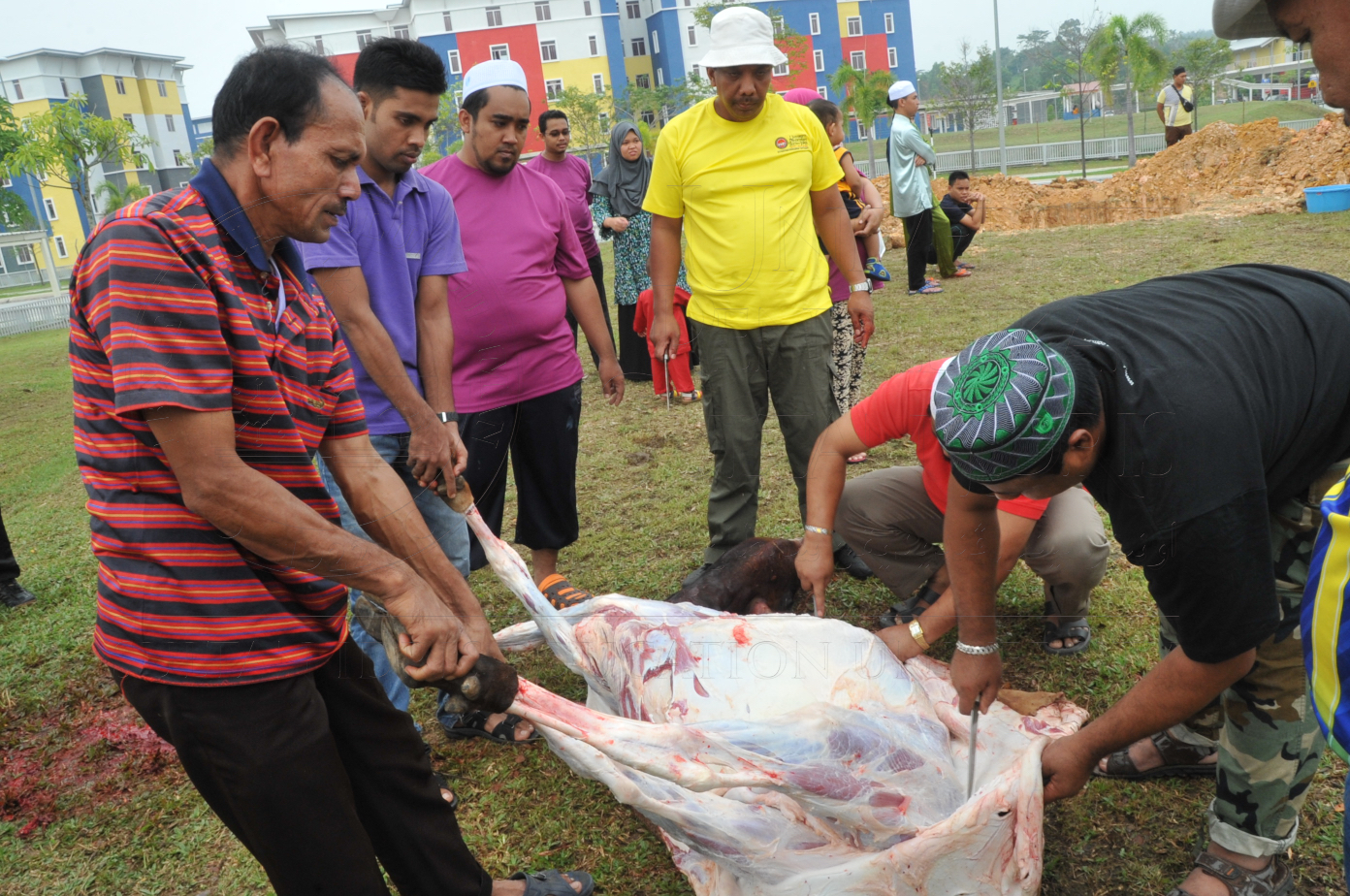 PRO15 150 KORBAN HAS 6855